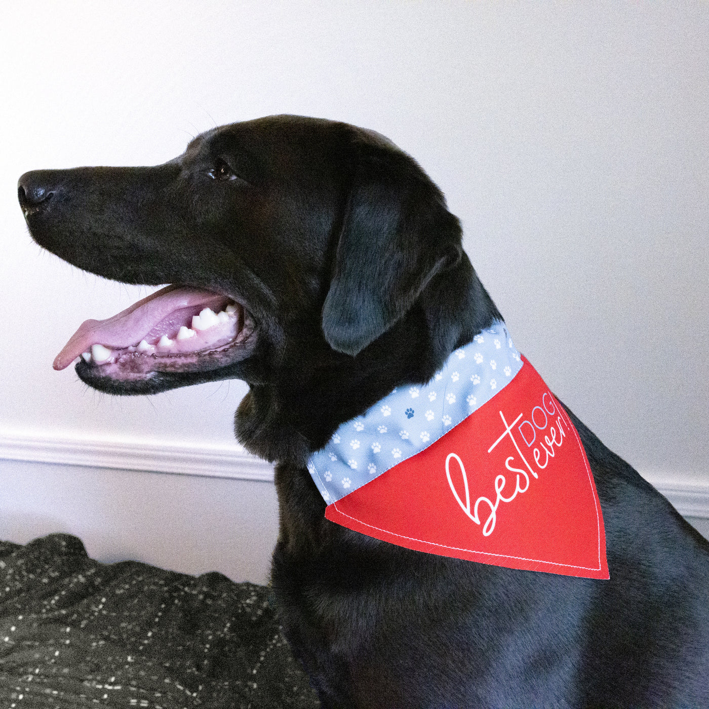 Pavilion Canvas Pet Bandana