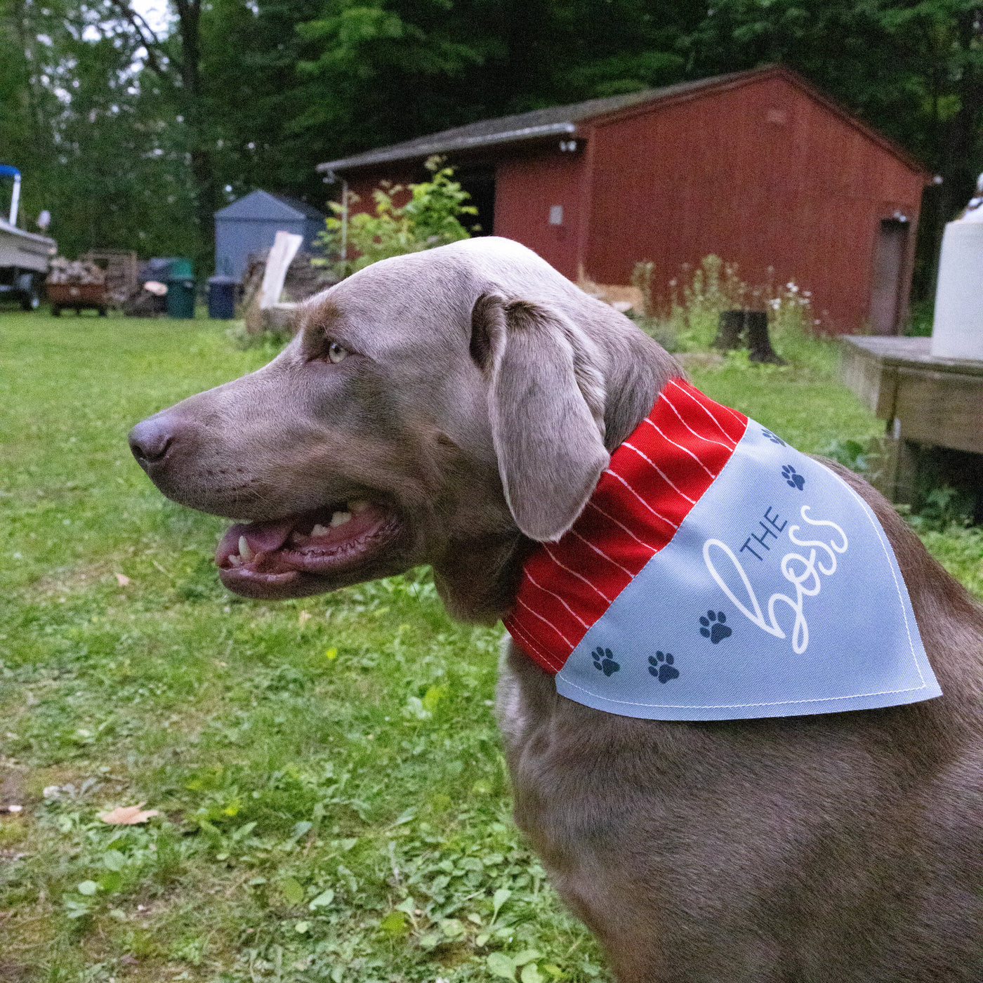 Pavilion Canvas Pet Bandana